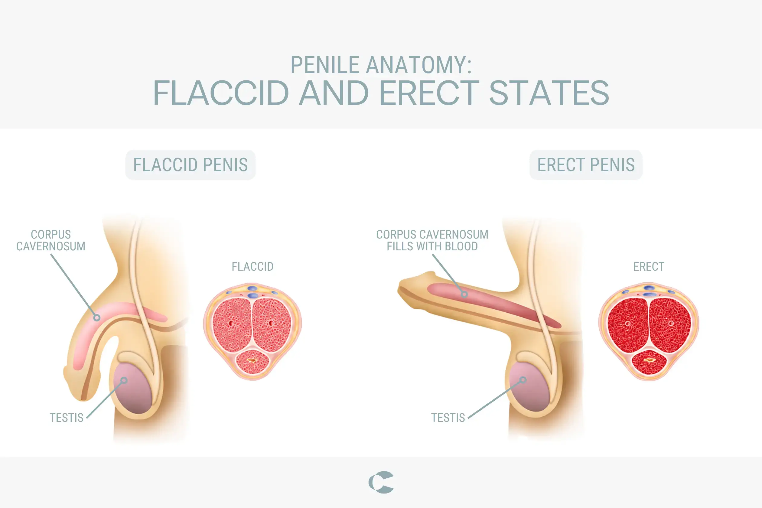 Penile anatomy showing flaccid and erectile states