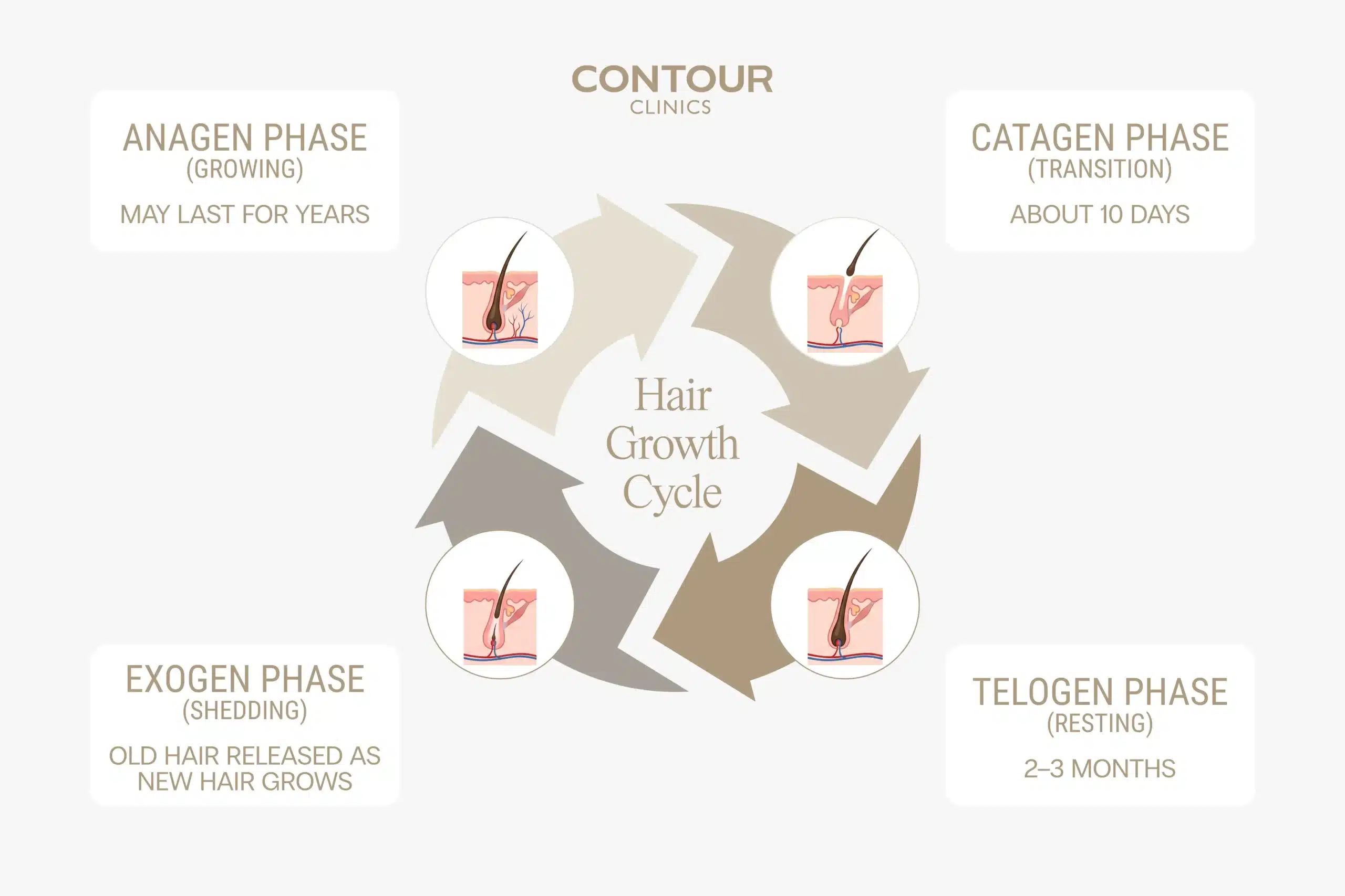 Graphic showing stages of the hair growth cycle with Anagen, Catagen, Telogen and Exogen phases shown in a circular shape